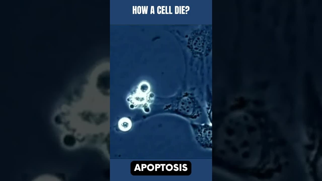 #Cell #death under the #microscope (apoptosis)