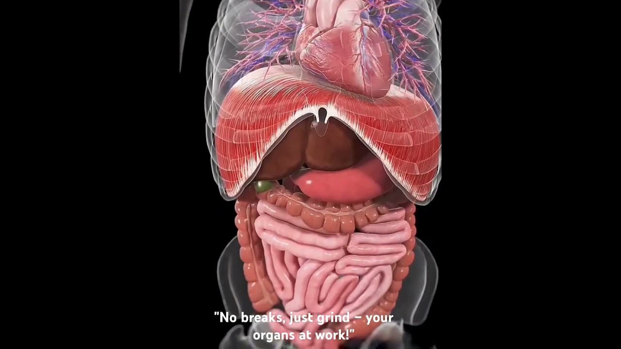 Your Heart, Lungs, and Intestines: Watch Every Organ in Action! #HowYourBodyWorks