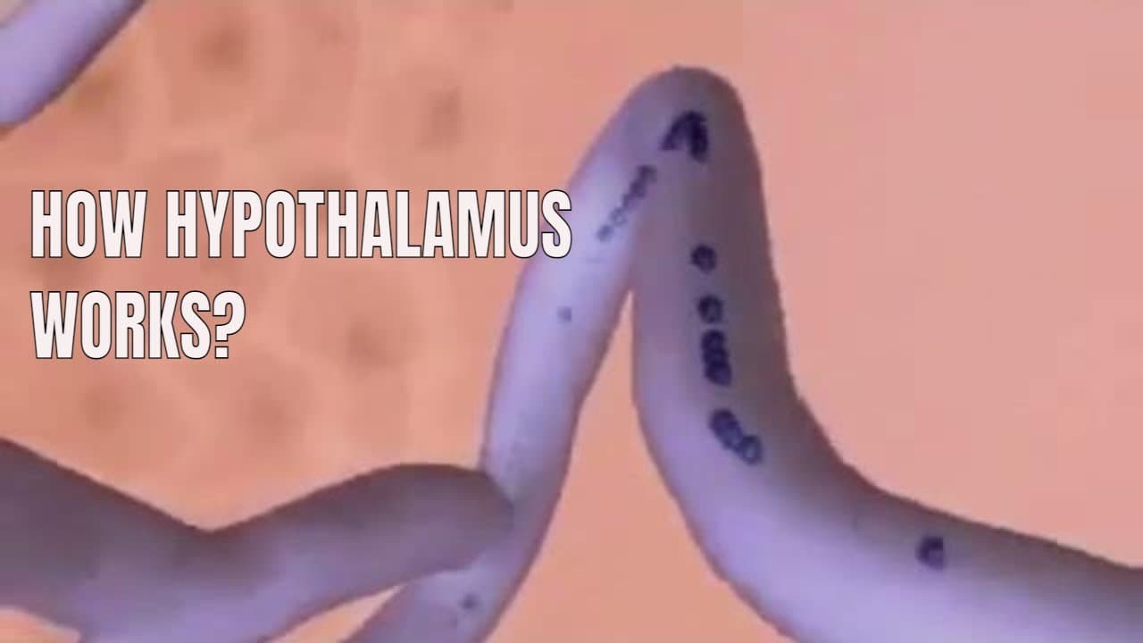 How hypothalamus control endocrine system?