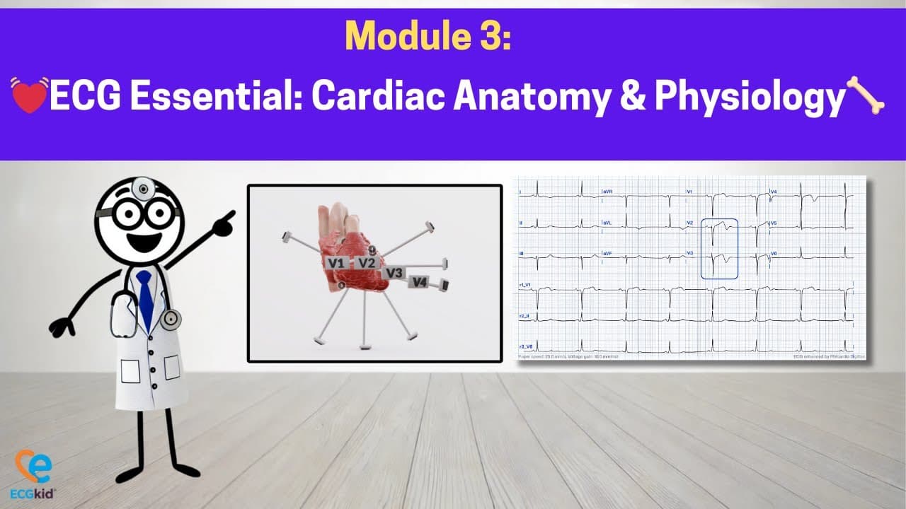 Module 3: ECG Essentials - Cardiac Anatomy, Coronary Circulation & Conduction System
