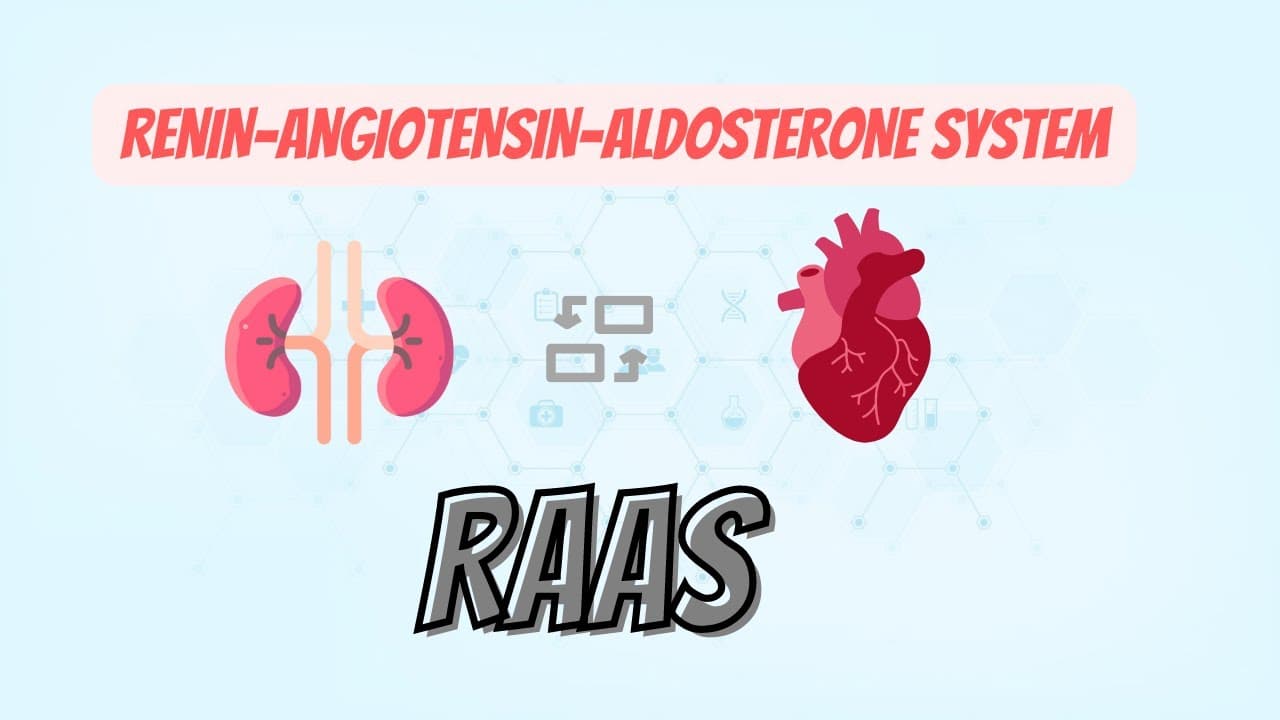 Renin-Angiotensin-Aldosterone system (RAAS)