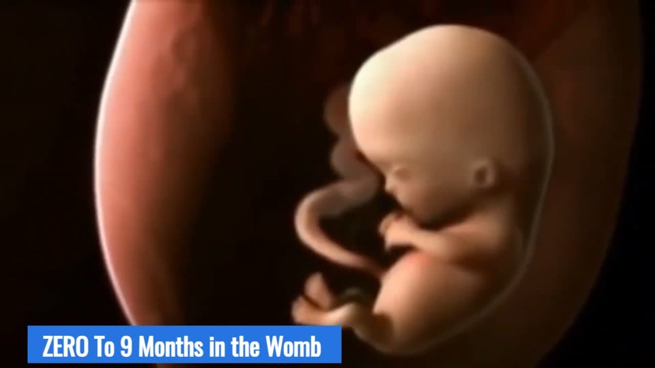 In the Womb: Witness the Journey from Conception to Birth in 3D