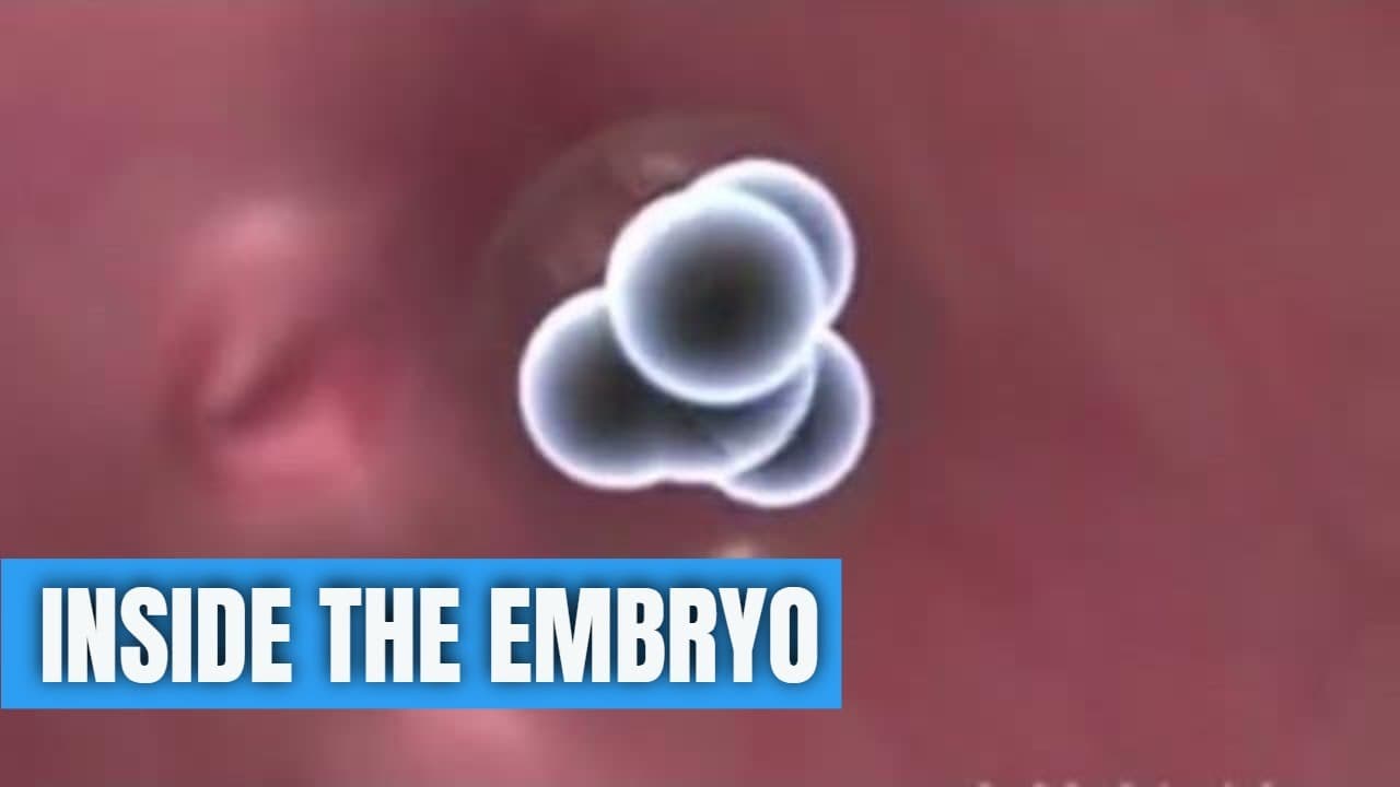 Human #development (inside the #embryo) : #Birth