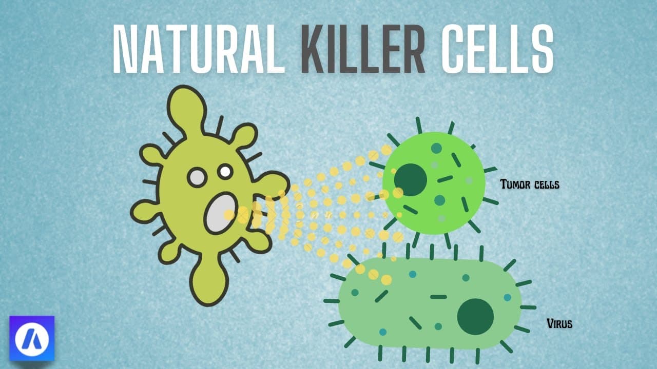 Natural killers in Our Body: Immune system in 3D