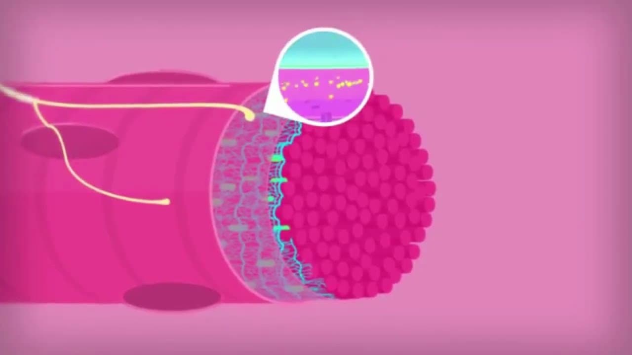 Independently beating Heart cells and ion channels