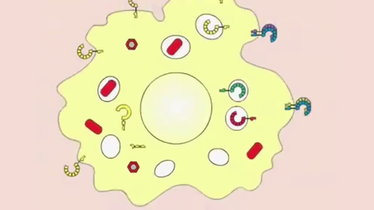 Innate immunity and defense Mechanism of Our body