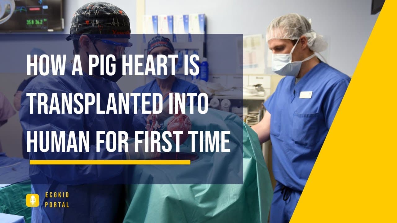 Heart Transplant: A Pig's Heart Gives Life to Man