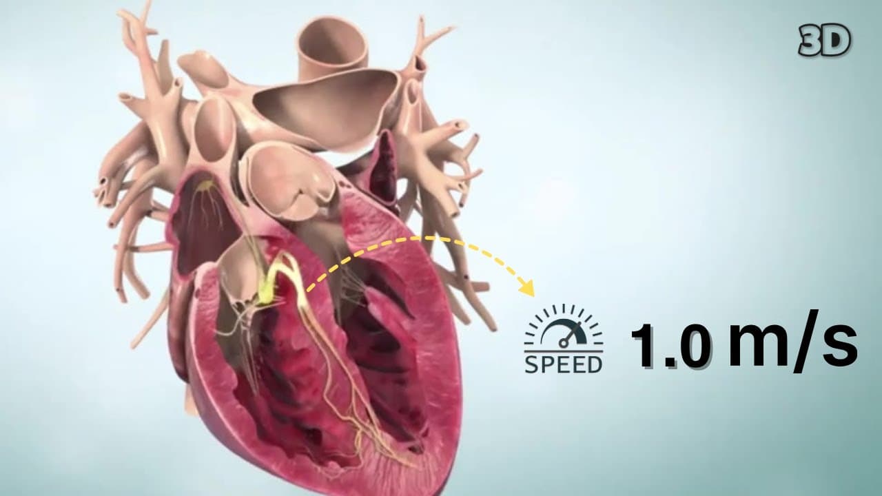 The Heart's Lightning: Speed of Electrical Impulses