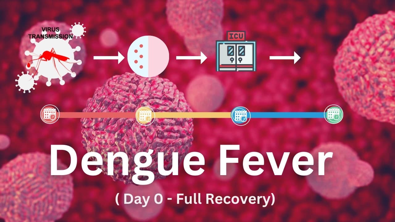 Dengue Fever Timeline: What Happens from Day 0 to Recovery (Dengue phases)