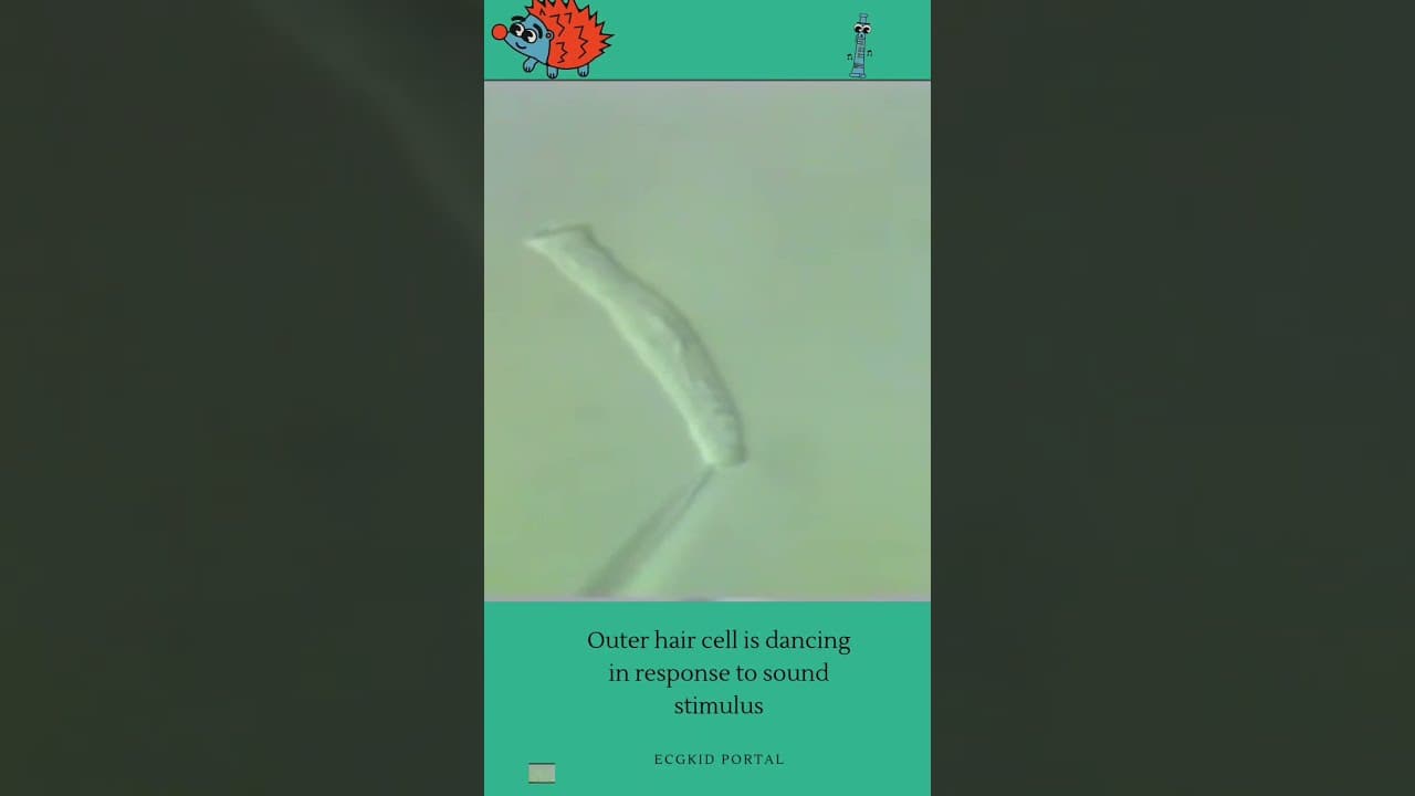 Outer hair cell is dancing in response to sound stimulus