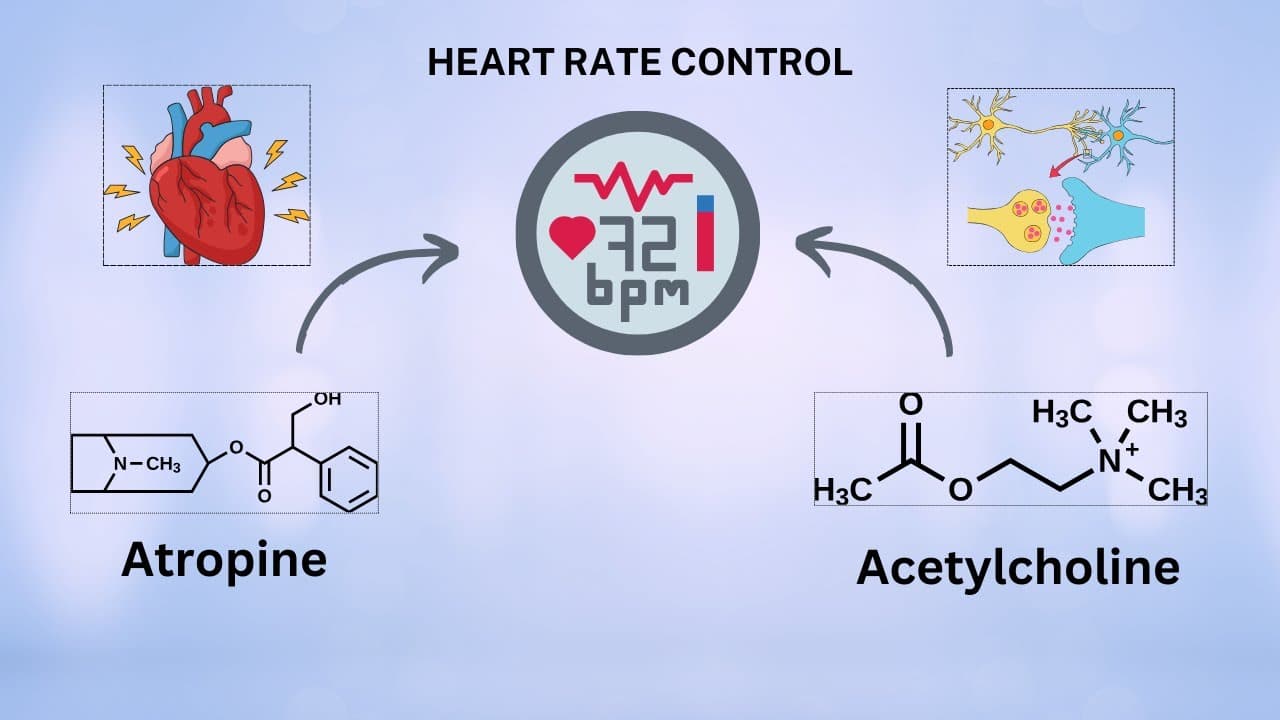 Heart Rate control in our Body: Atropine Vs. Acytylcholine
