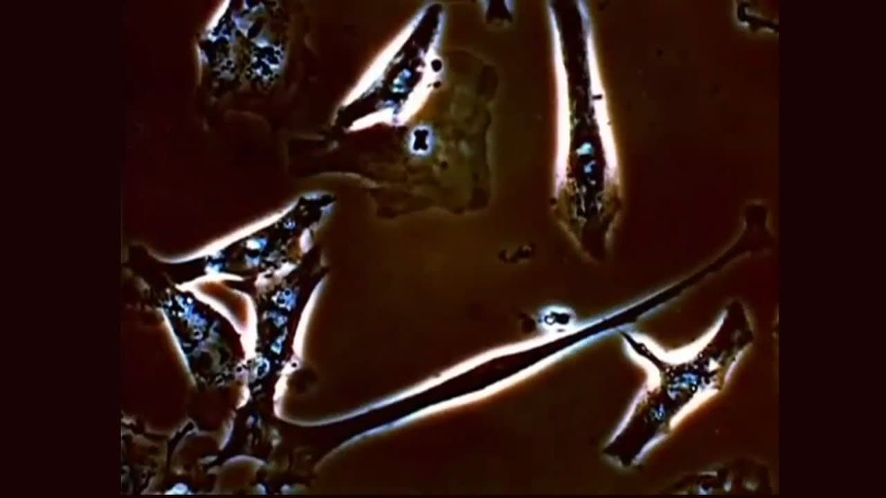 Beating Heart Under a Microscope