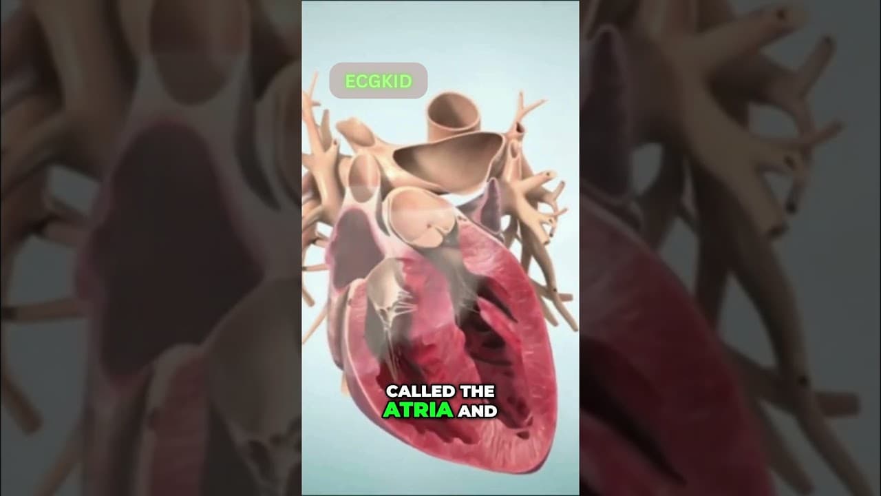 Tachycardia vs Supraventricular tachycardia #medicaleducation #doctorexplains
