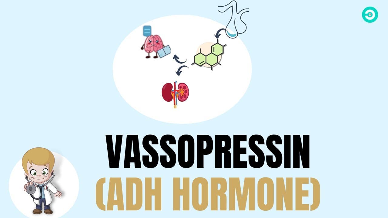 Vassopressin (ADH hormone) : secretion, physiology and fuctions