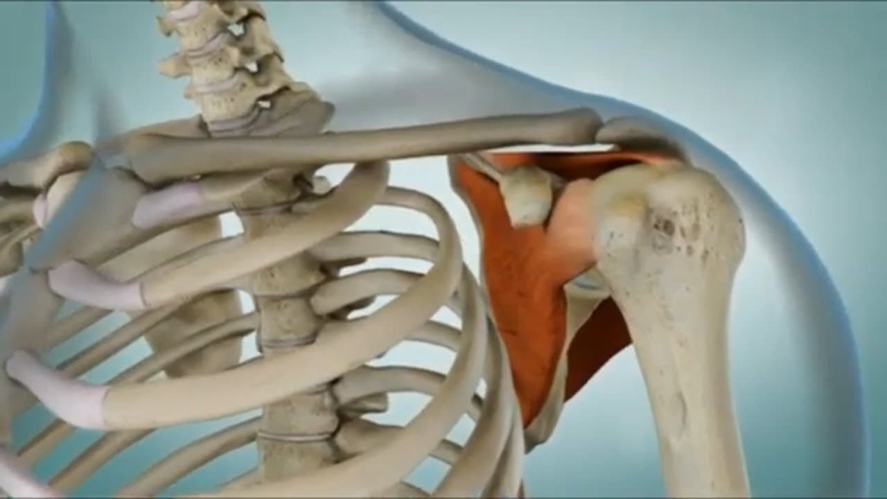 Rotator Cuff Injury : Causes, symptoms, and treatment