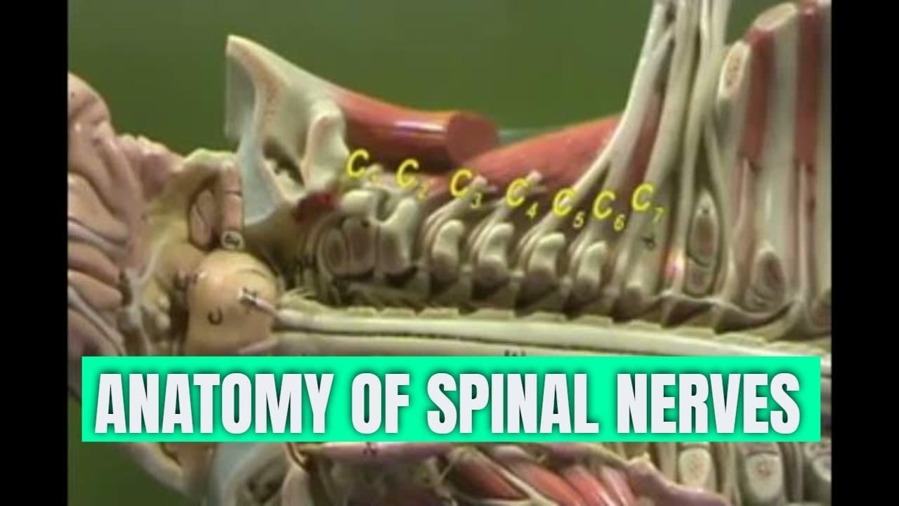 #Anatomy & Nomenclature of the #spinal #Nerves