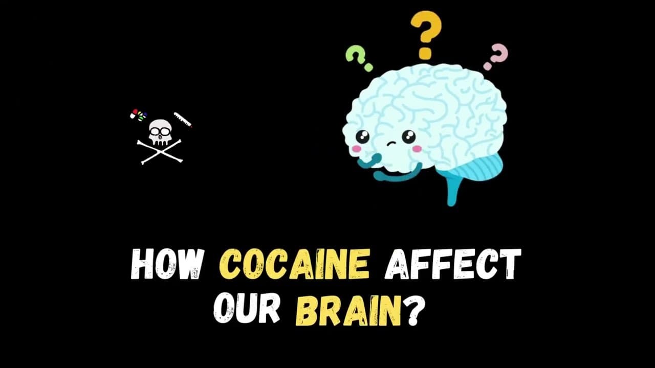 How cocaine affect our Brain to release Dopamine?